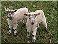 Lambs, Tregatherall