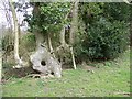 Ancient Hedge, Great Ground Hill