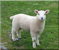 J6248 : Sheep near Tara [3] by Rossographer
