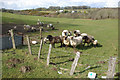 Sheep near Tryal Manor