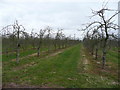 SO7826 : Cider apple orchard by Jonathan Billinger