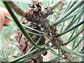 Scots Pine - Bovey Heathland