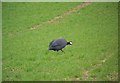 Guinea Fowl, Drove Barn