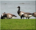 Brent geese, Millisle