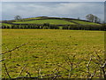 Fields, Windmill Road near Donaghadee [2]