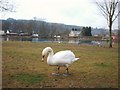 Swan Near Whitefield Dam