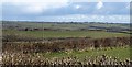 Farm road to Halsdon Barton