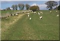 Grazing sheep, Vicarage Barn