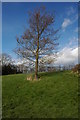 Tree on the banks of the River Avon