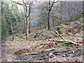 Trees by the path by Mosedale Beck