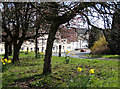 Spring flowers on the verge at Littledean