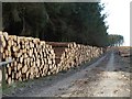 Logpiles, Huddisford Plantation