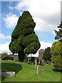 Fine-looking trees, St. Ethelbert