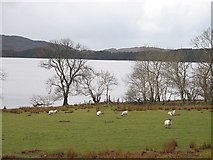 NM7292 : Loch Morar, Bracorina by Richard Webb