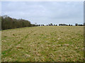 Field near Coopers Farm