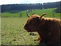 SU7792 : Highland cow, Cadmore End by Andrew Smith