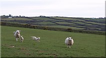 SS3517 : Flying lamb, Nutton Farm by Derek Harper