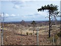 Chobham Ridges 1