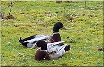 SU0625 : Ducks, Bishopstone Fishing Lakes by Maigheach-gheal