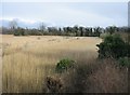 TL4045 : View from reed bed hide by ad acta