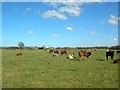 Cows opposite Hendwick Hall Farm