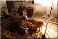 Lambing At the Brink Farm