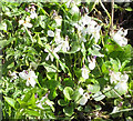 White violets, Eastnor