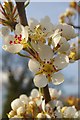 Blossom Time in Bonnetts Wood