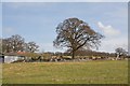 Stuff on Whitetree Farm, Horton Heath