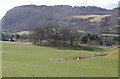 Mound with trees beside A9