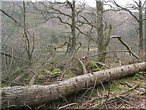 NY3200 : Fallen tree in Harry Guards Wood by David Brown