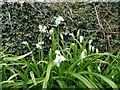 Allium triquetrum, Three Cornered Leek