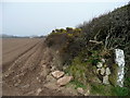 Newly planted potato field