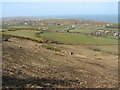 Cattle grazing on cleared hillslope land