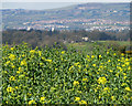 Rape field near Ballylesson