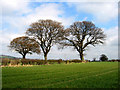 SJ3203 : 3 Trees in a field by Dave Croker