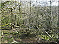 Deep wooded valley near Trenay