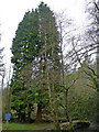 Group of redwoods at Milltown ford