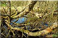 Fallen tree by the Quoile