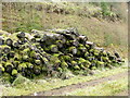 Log pile in Forest Clearing