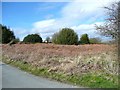 Uncultivated land, Birch Close, Bingley