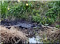 Moorhen family Totton, near Southampton