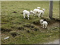 Lambs Bwlch-yn-horeb