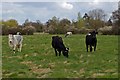 TQ7195 : Contented Cows in Ramsden Heath by Glyn Baker