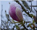 Snow covered Magnolia bud, Bishopstone