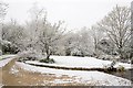 Garden in Hensting Lane, April 6th 2008