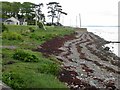 Shoreline at Killyleagh