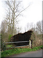 Uprooted poplar beside bridge