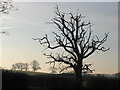 ST2791 : Skeletal Tree by Matt Rosser