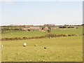 Grazing sheep on Tyddyn-y-gwynt Farm